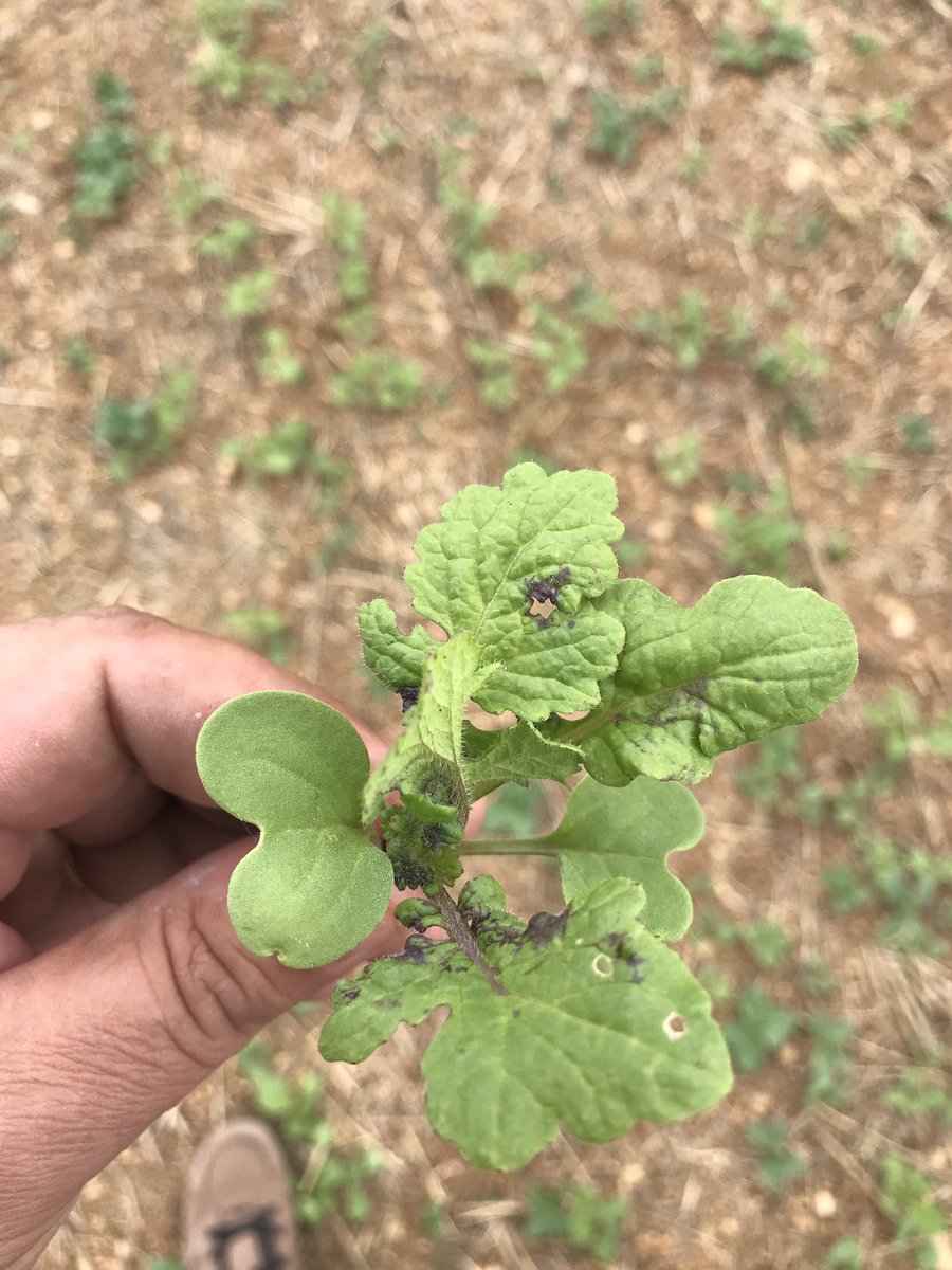 OlivierCOSTE2's tweet photo. Pendant la trêve,on garde le contact avec la #biodiversité.
Je me dis que ce couvert #MICATODE #féverole va permettre de nourrir nos #auxiliaires,le #sol et la future #orge #RgtPlanet.
Que vois-je sur ce pied violacé,de #moutarde?
Est-ce un refuge cette année,à nos #pucerons? https://t.co/xoz3A8Pk2N
