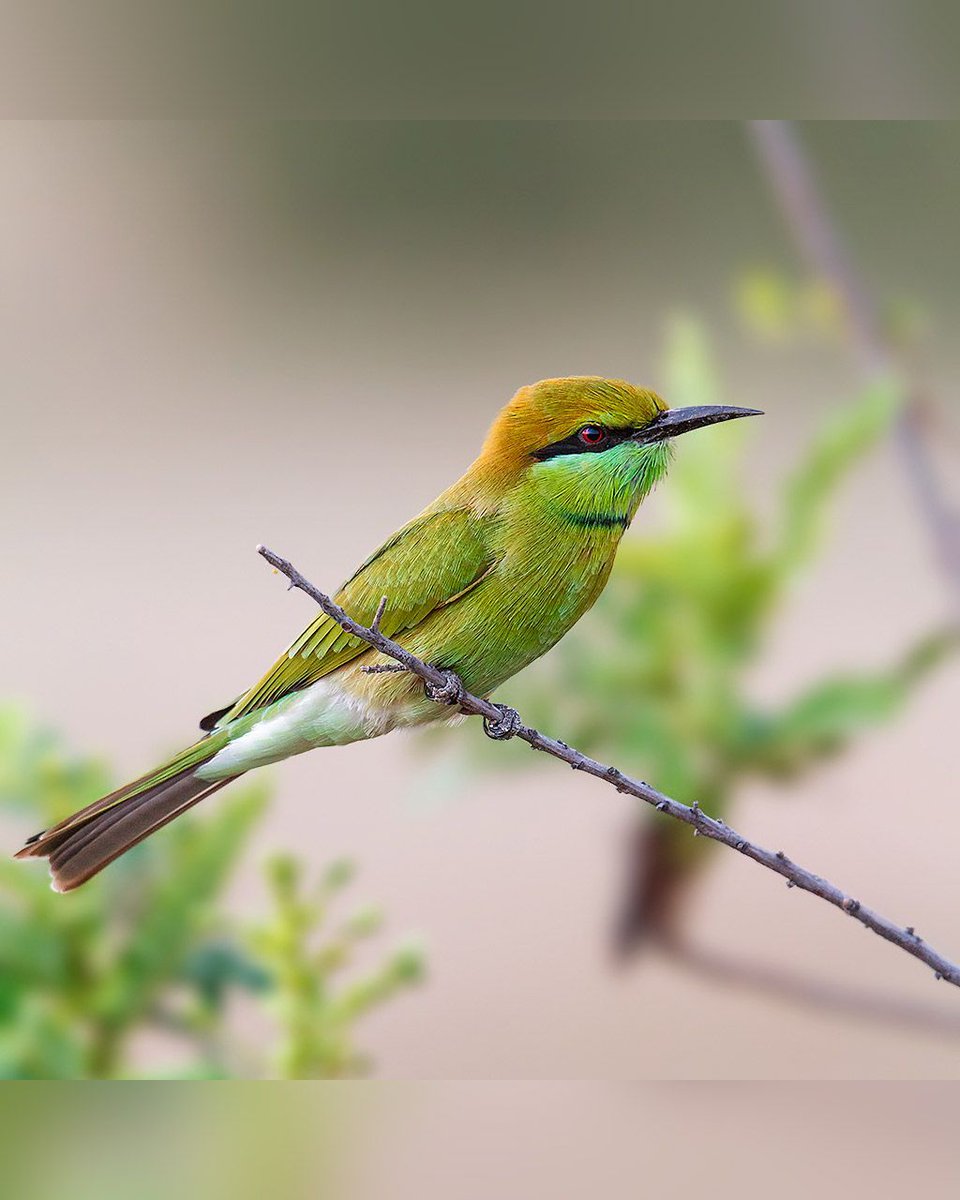 Another commoner and one of my favorites, the Green Bee-eater (Merops orientalis). #TwitterNatureCommunity @BBCEarth @WildlifeMag #EarthCapture #samthebirder #IndiAves