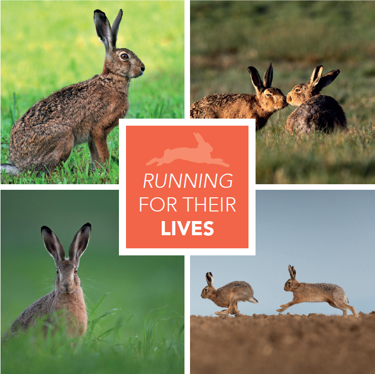 LeagueACS's tweet photo. #Harehunting - the lesser known cruel sport that is by no means less cruel. 

Find out why #hares are frequently #runningfortheirlives ⬇️.

https://t.co/mgktxX3uUs https://t.co/NheThpCZW8