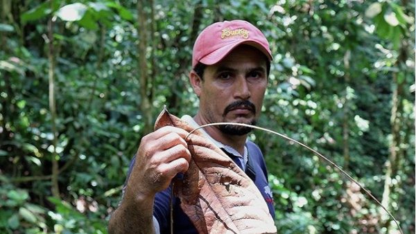 jocotoco_org's tweet photo. 1/2 #SaveTheChoco A local community member becomes a conservation hero! Amado de la Cruz lives in Puerto Nuevo, a village in the Chocó rainforest. For more than 12 years, he worked as a logger to be able to provide for his family, frustrated that he had no other option. https://t.co/qNr1KScDSn