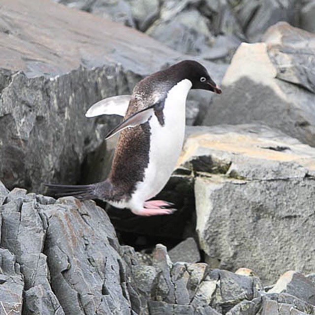 Penguins International on Twitter: "“Look, I’m doing it! I can fly!” #
