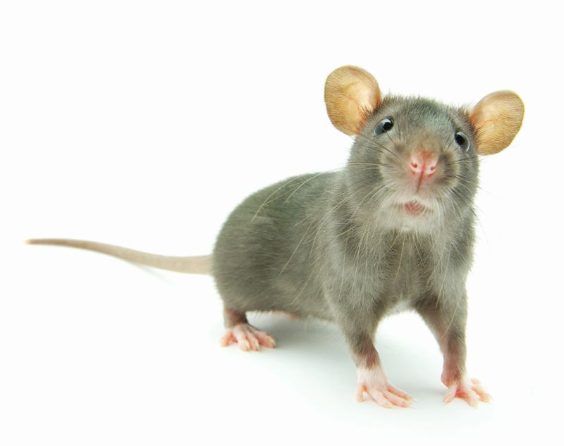 TeamHaliburton's tweet photo. As the cold weather approaches, it's important to remember that pesky rodents will look for a warm place to nest for the Winter. Here are some tips from @Eco-Choice Pest Control to keep your cottage or home free from these critters. 
https://t.co/Pm8qF9QVMc https://t.co/C4zS02xKiT
