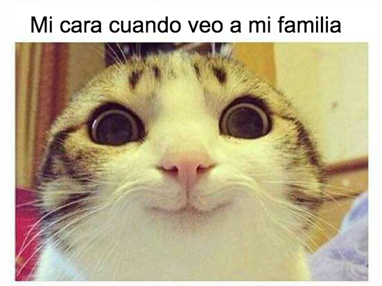 Lina Rubina tweet media