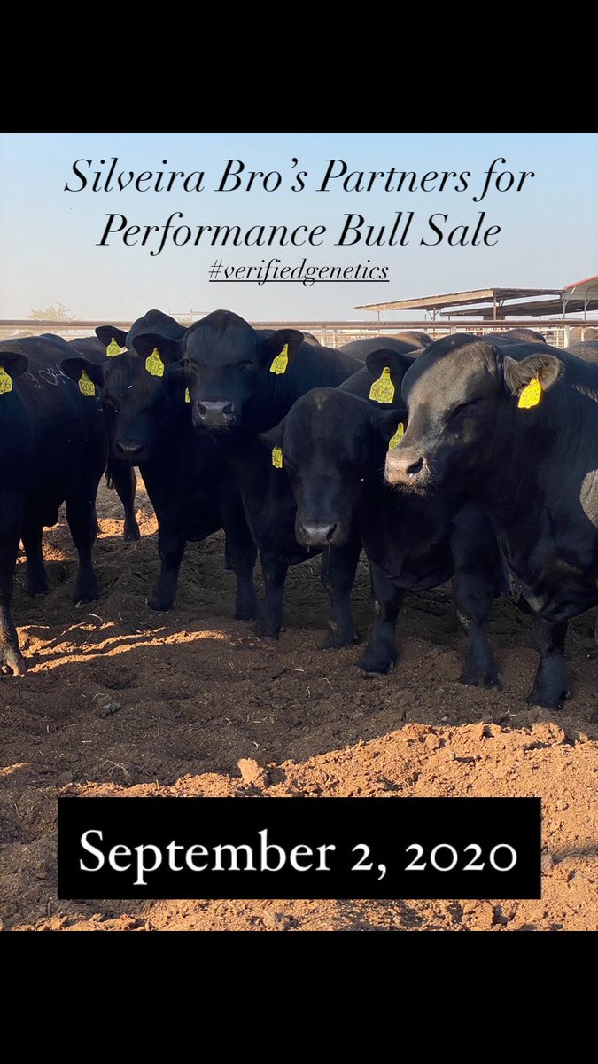 topdollarangus's tweet photo. #topdollarangus #verifiedgenetics https://t.co/OxQ6Td2yL0