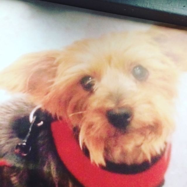 ColleenTHFC's tweet photo. these 3 just wanted to say morning and god afternoon
♥️♥️♥️♥️♥️♥️♥️♥️♥️♥️♥️♥️♥️♥️♥️♥️♥️♥️♥️♥️ https://t.co/basKUCWe7h