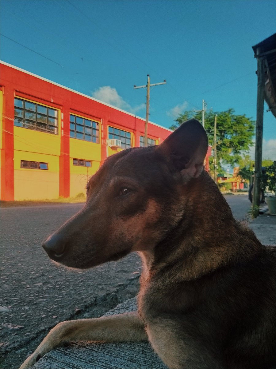 keiarnoco08's tweet photo. Mama Ding and Molly 🥰❣️🐶 https://t.co/XeT3iX8bZq