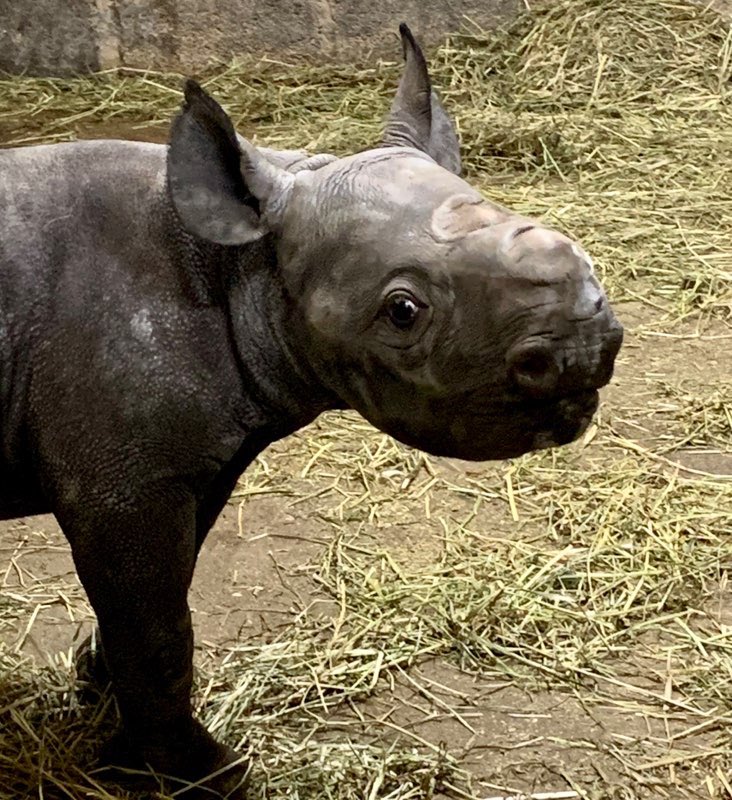 Cincinnati Zoo On Twitter Baby Black Rhino Here To Brighten Your Monday Https T Co Kb2rtenuhn Mondaymotivaton