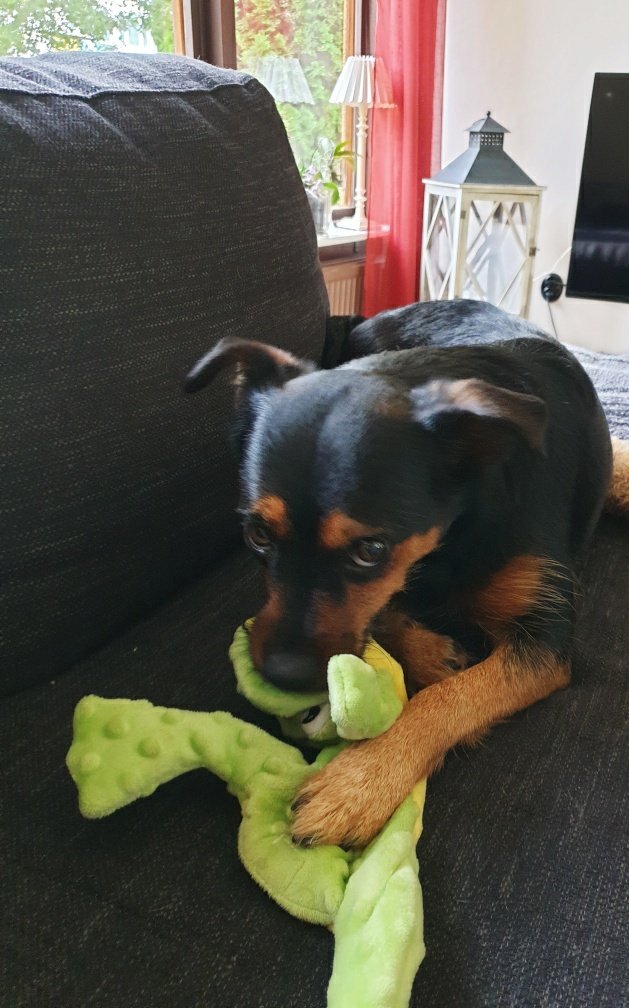 Hmm... Looks like she want to keep her toy by herself... 🐕🐶😉 #dog #hund #AdoptDontShop #dontbuyloverescueit