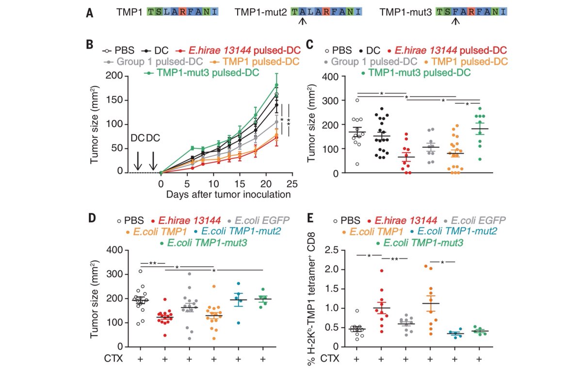 Immunopole's tweet photo. Gut #MicrobialGenomes code for #MHCclassI–restricted #antigens that induce a memory #CD8Tcell response, which in turn cross-reacts with #cancer antigens #LaurenceZitvogel #GuidoKroemer et al. @ScienceMagazine https://t.co/G7mGwJUotF https://t.co/QCQwr6OMHR