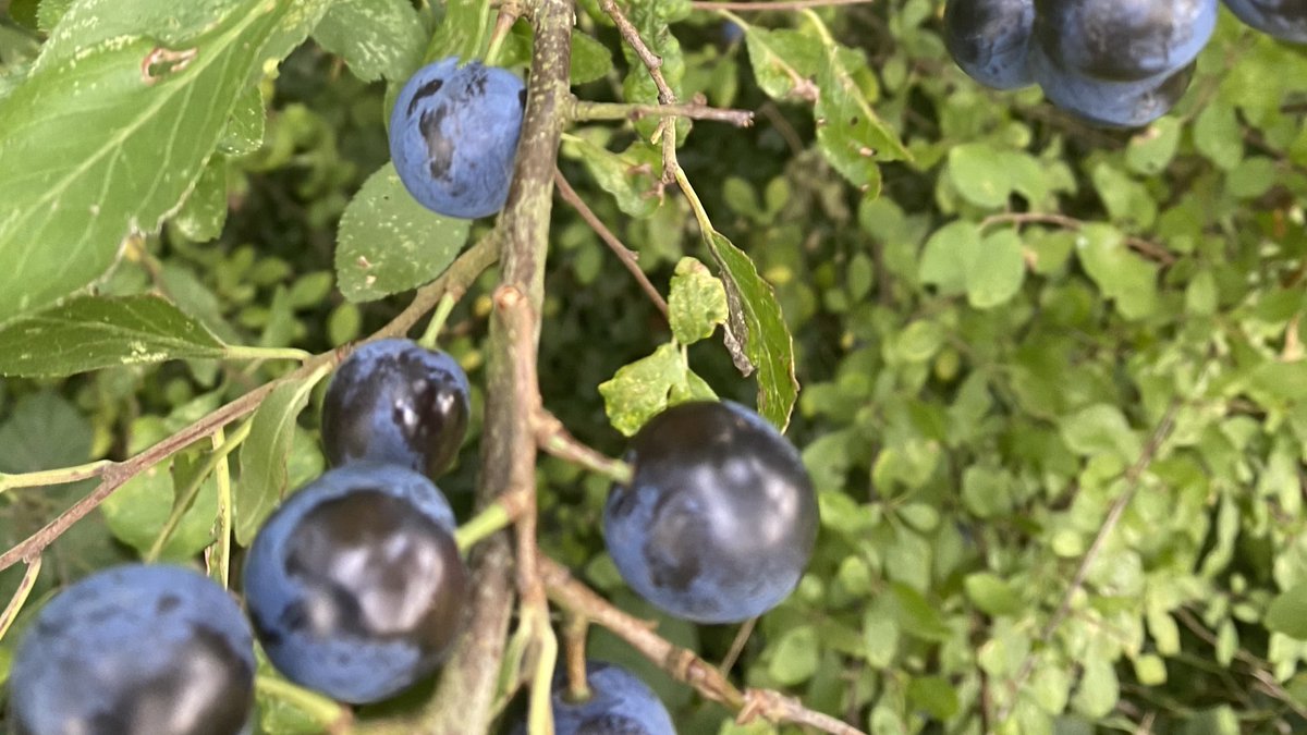 Abundant Harvest #sloe #syrup
