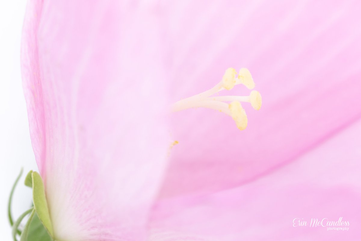 Erin McCandless Photography tweet media