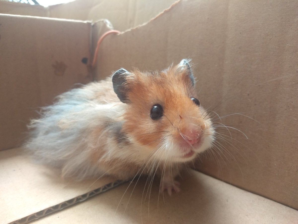 🐹