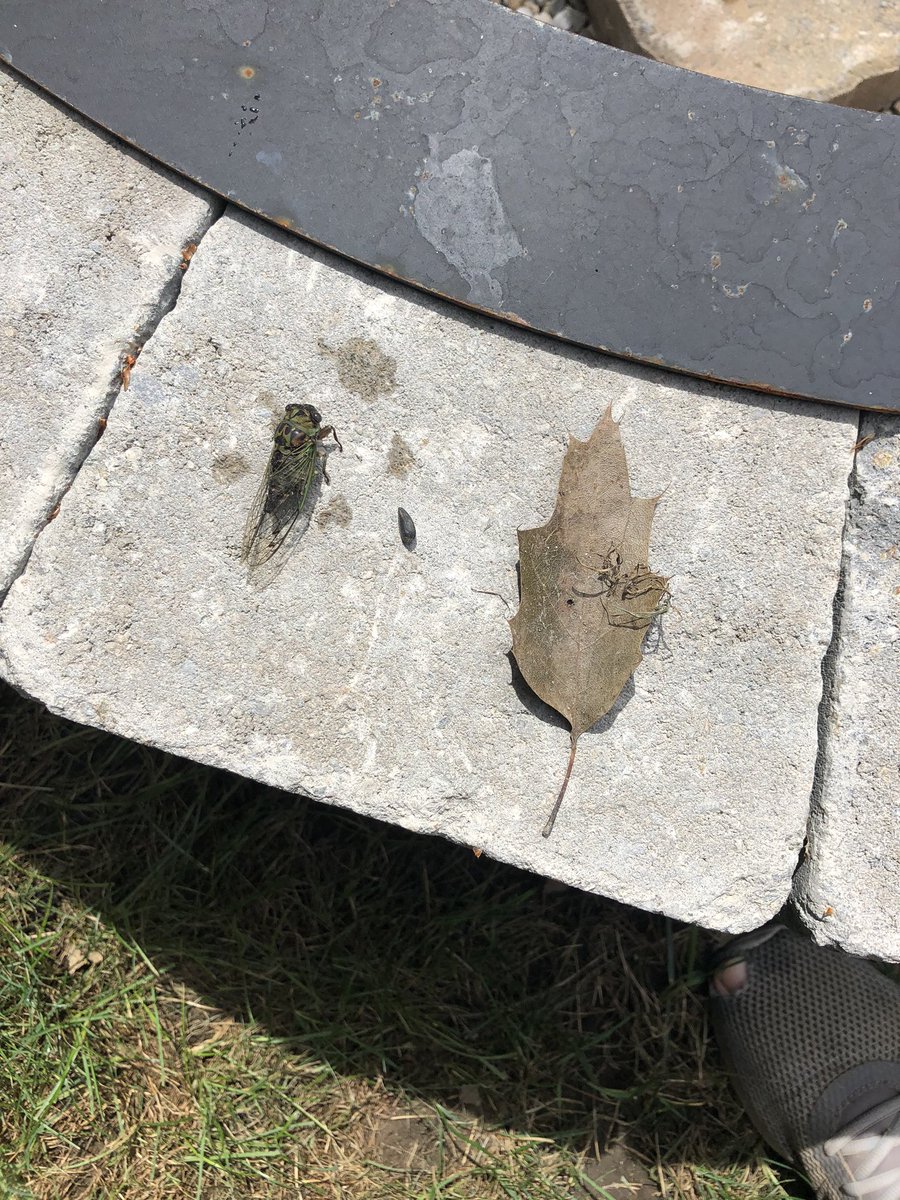 G__Lyons's tweet image. Anyone know if the Asian Giant Hornets (aka Murder bee) has made it to MA? Just spotted a giant bee like creature feasting on this cicada. It was bigger and fatter than it’s meal and looked just like a bee... 😐