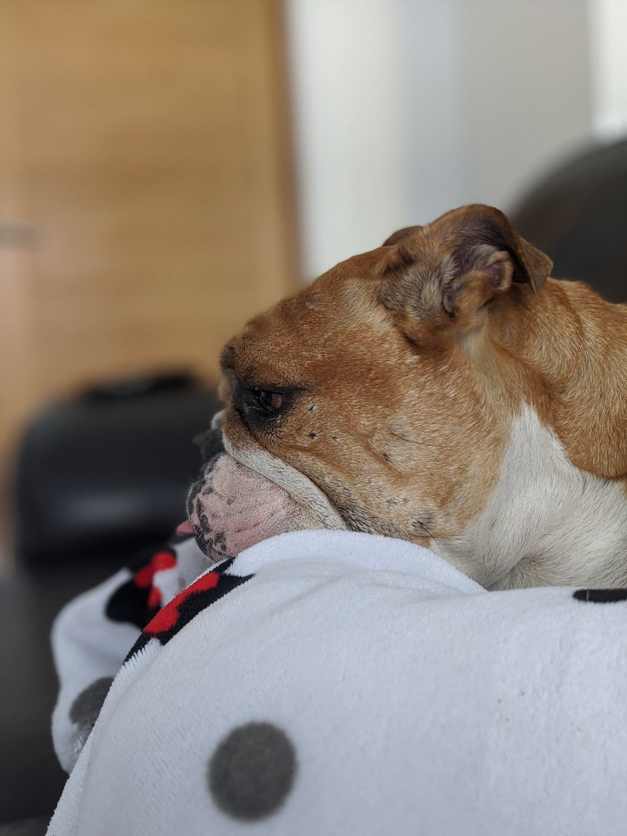 JOANNEWOOD77's tweet photo. Just chilling on a Bank Holiday Monday #lovemybulldog #BankHoliday https://t.co/O0jtxFurKM