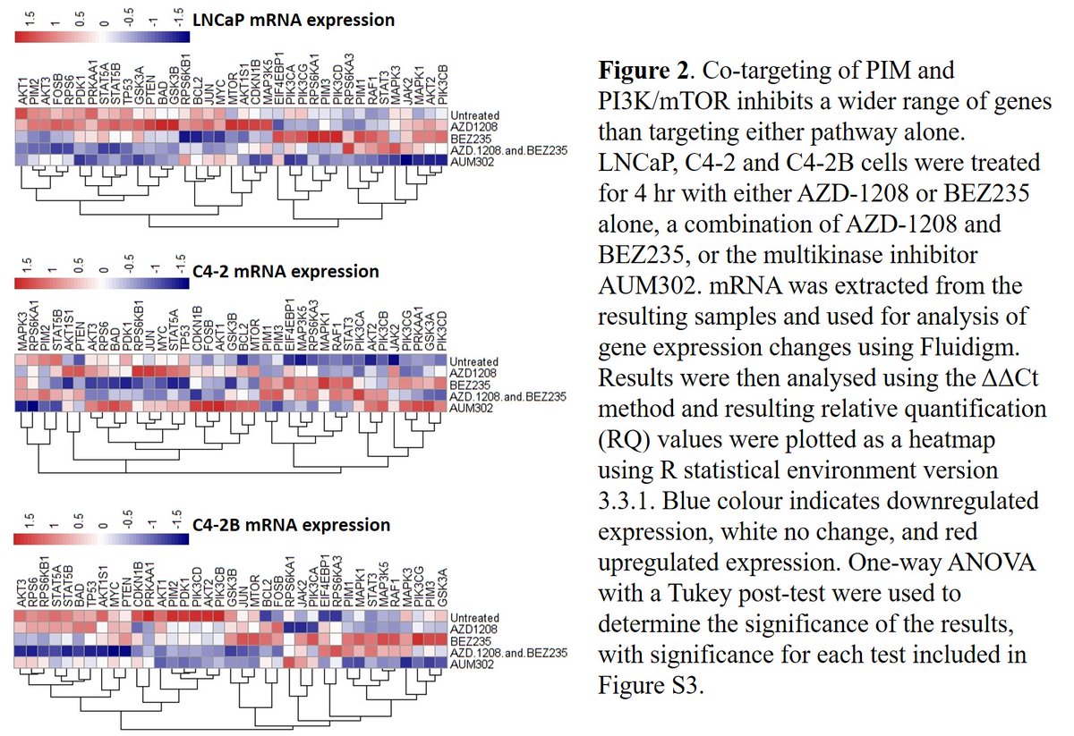 (5/13) Fig2: At the RNA level in 3  #prostatecancer cell lines, inhibition of  #PIM/  #PI3K lead to decreased expression of a range of downstream genes, & co-targeted inhibition of both pathways lead to decreased expression of a wider range of  #genes, as you might expect!