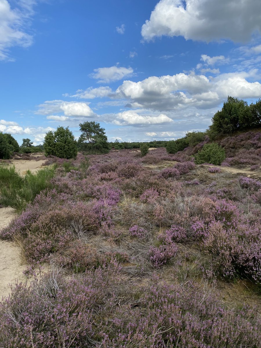 Stuifzand, heide en mooie wolken 😊