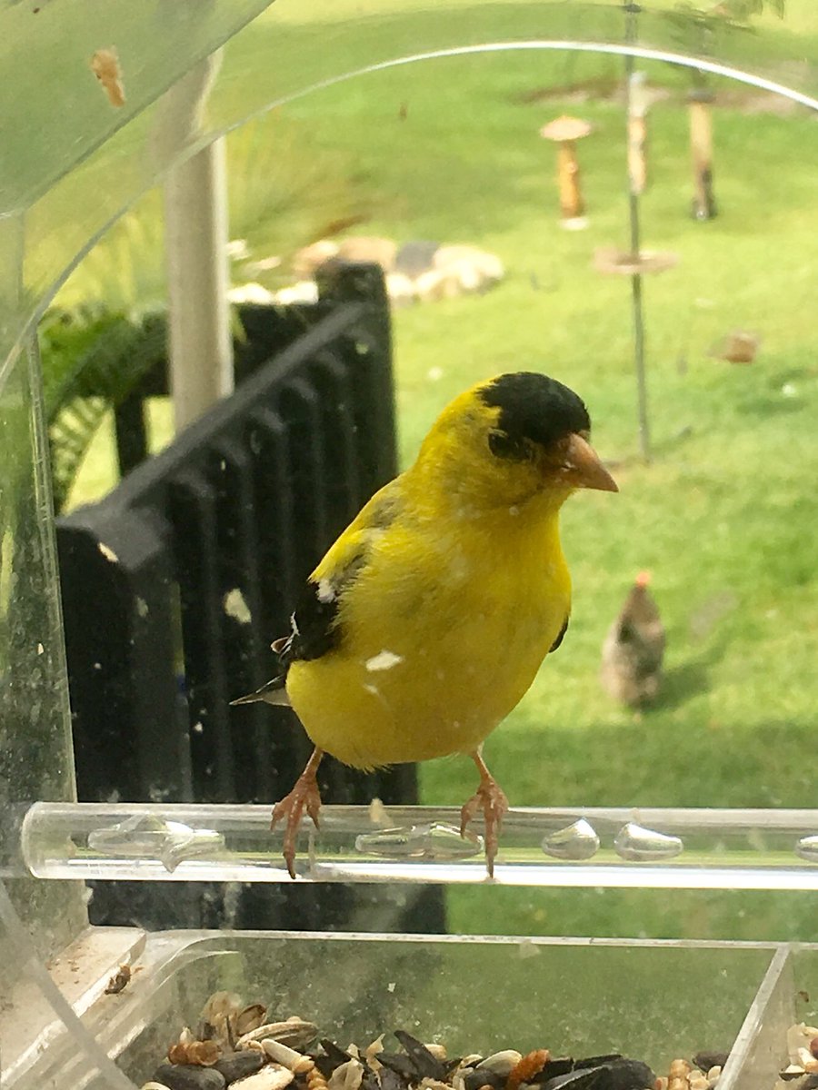 CLRBAC's tweet photo. Goldfinch visitor #VTbirds https://t.co/qrtte7vJus