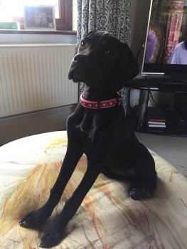 millypod1's tweet photo. ๐16 Aug 2020. LOLA #Stolen #ScanMe @Glos_Police
#STILLMISSING YOUNG BLACK Pointer Female
#Longney nr #Gloucester #Gloucestershire #GL2
SIGHTINGS PLZโ๏ธ07761997020
LOLA's FB PAGE - LostLola
https://t.co/djEesLKKLE
https://t.co/dcyknJ4iKd https://t.co/RZ4x7KmHyj
