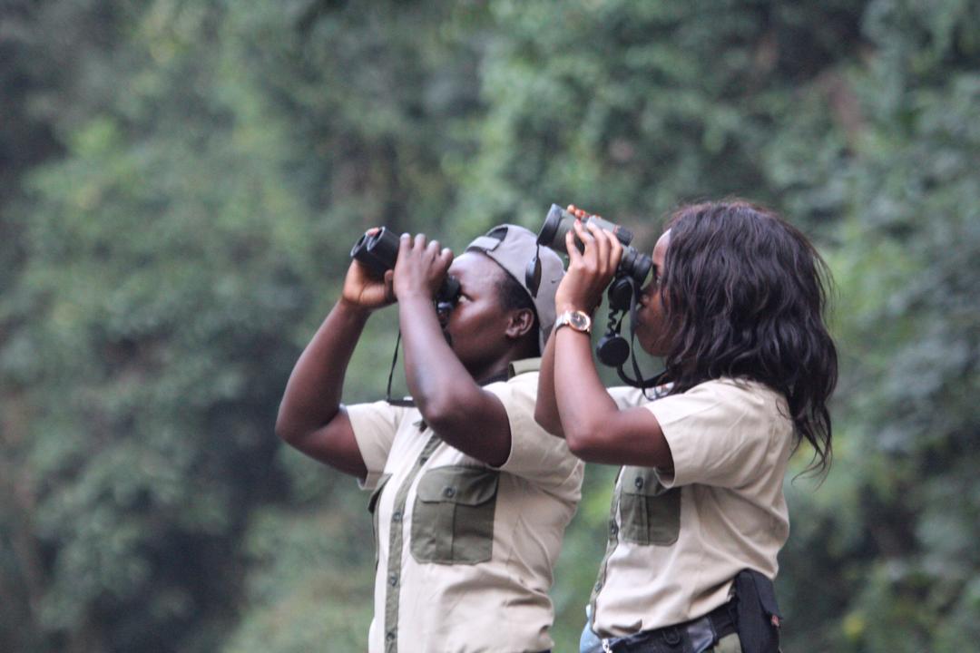 #Birdwatching with friends is the therapy you need sometimes 🤗🐦
Go out and birdwatch soon 🦅 🔭
#KibaleNationalpark #BlackBirders 
#VisitUgandaSoon #VisitAfrica 
#RestartTourism #DiscoverNature 
#USAGA #DestinationBirdersUg 💚