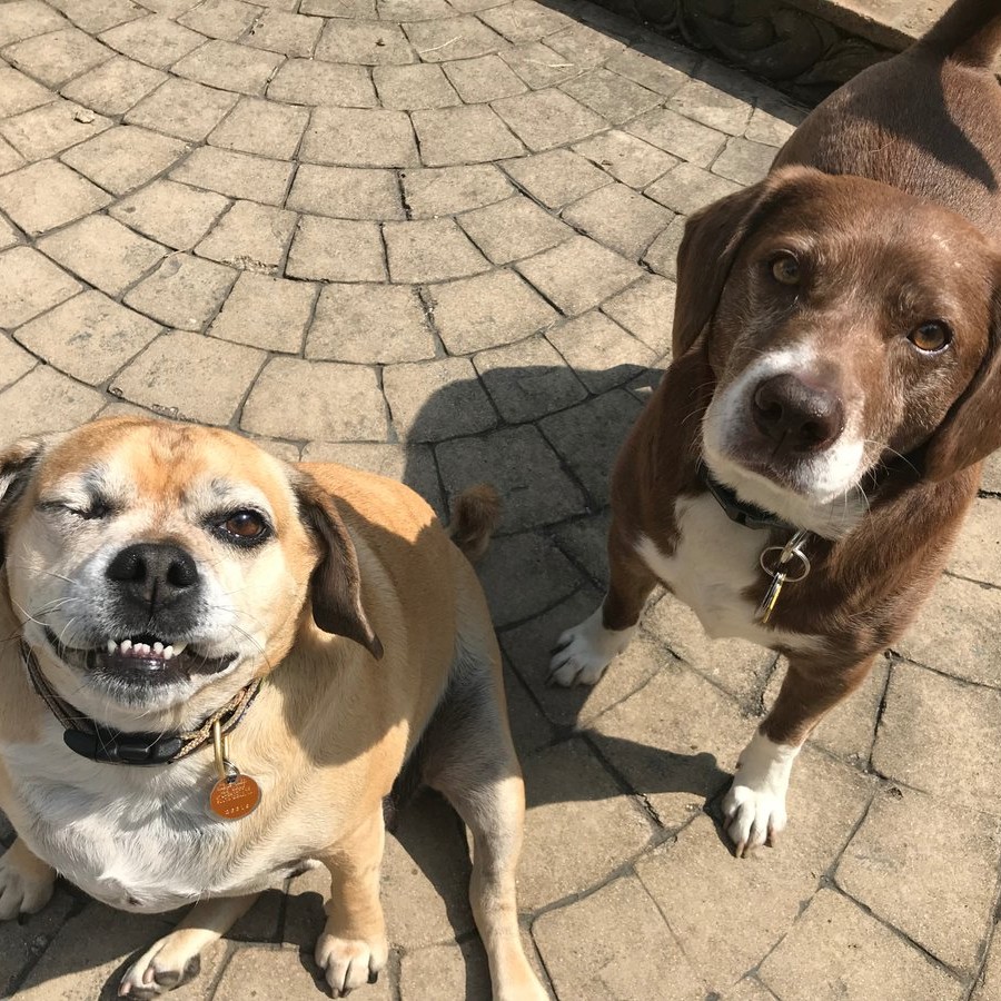 Buddy & Truman  #QuokkaThread!!!  @firstdogsSB