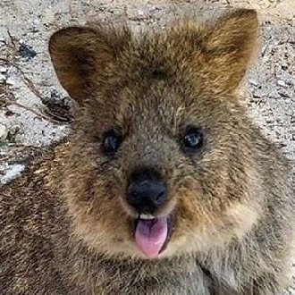 Buddy & Truman  #QuokkaThread!!!  @firstdogsSB