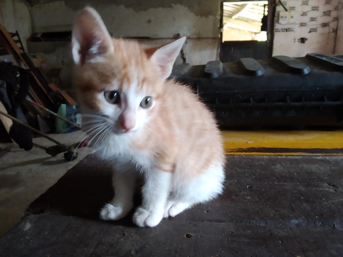 ProtectoraAPASA's tweet photo. ¿Sabes que cada día se abandonan 800 animales en España? El abandono es una de las causas que trabajamos desde 1996. Ademásde rescatar, informamos a personas, administraciones y empresas privadas ,sobre como convivir respetuosamente con los animales.¡Colabores con nosotros! https://t.co/NF1t65zxxa