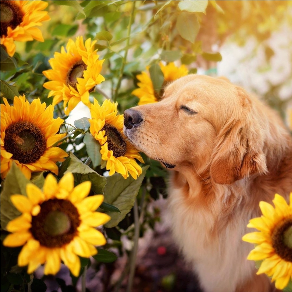 possibletarian's tweet image. I am honored to be a mentor at the GUILD-Academy Femtech Edition powered by @FemtechFocus ! The first virtual FemTech Accelerator of its kind. Apply by Sept 18th at LetsGuildAcademy.com/Femtech @GetGuilded #Femtech #Founders #Startups #TheGuild #FemtechFocus #WomensHealth