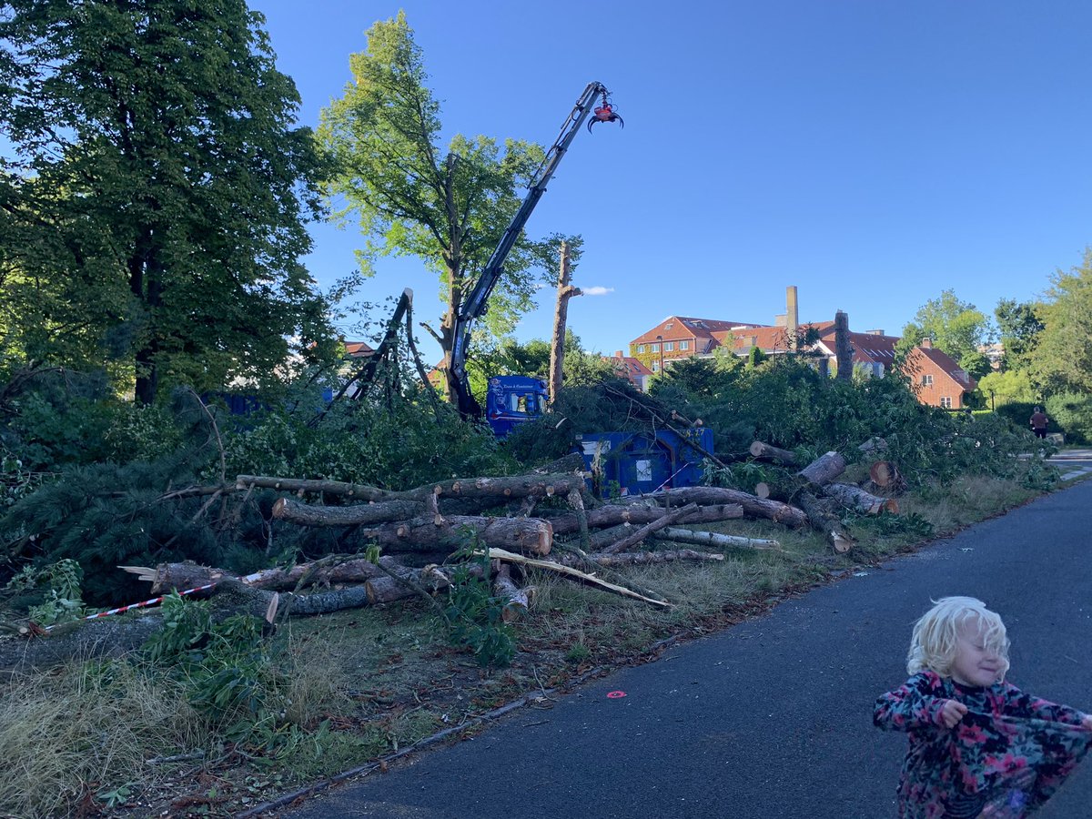 AnneWaagstein's tweet image. Det har været en ren massakre i dag. Gamle, smukke, raske træer er kappet og kvast. Beboerne stod på gaden og græd - mange havde ikke hørt om det før det skete. Borgerrepræsentationen - ikke mindst @Spolitik og @Enhedslisten - fremstår ansigtsløs og kynisk. Ingen vil stå ved det.
