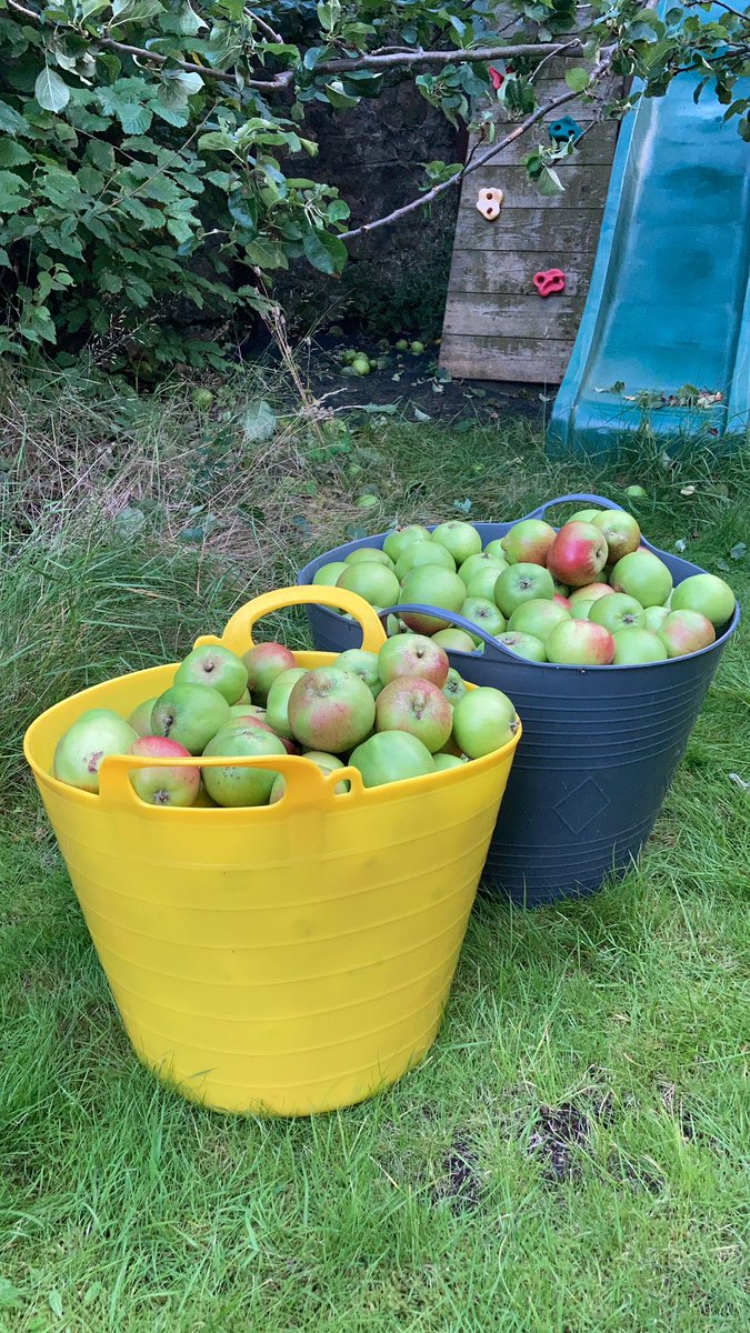Are there any local #cider makers in/around #Edinburgh that would be interested in some free apples? Have just picked circa 300 off my tree this evening - and there’s only so many apple pies a man can eat....