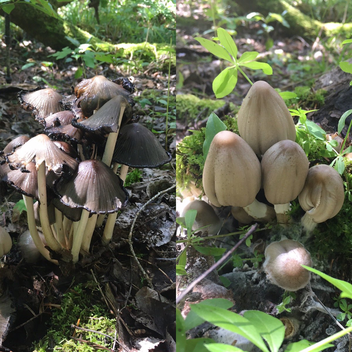 So many interesting mushrooms this year. Found over twenty species on hike I did this morning. Any #mycologists out there that can #identify these?