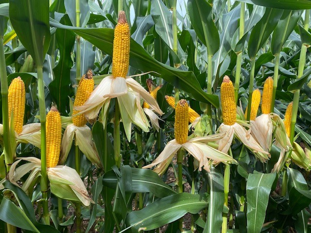 Stephen Sexton tweet media