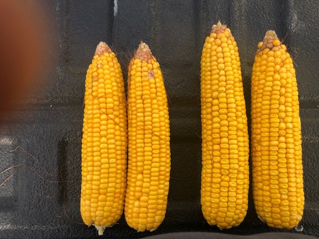 Stephen Sexton tweet media