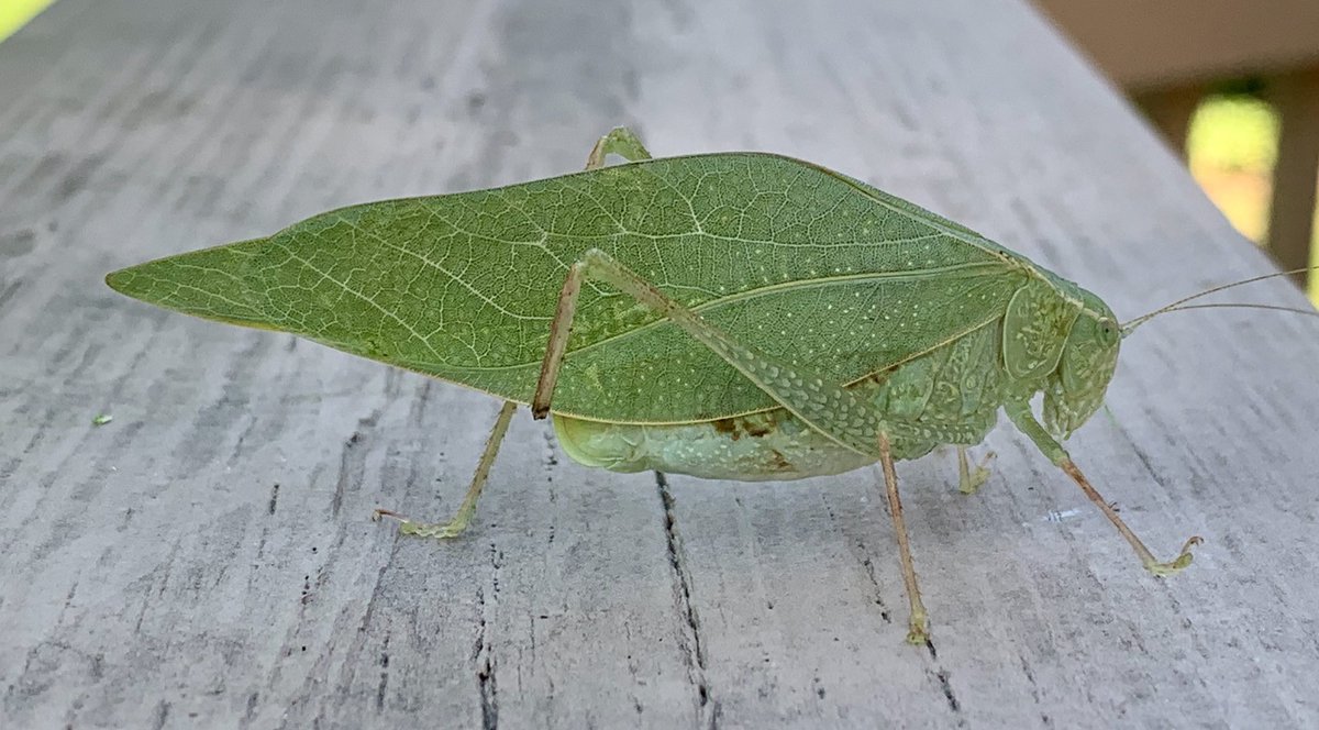 dlortega's tweet image. Greater Angle-wing Katydid (Microcentrum rhombifolium) #leafbug