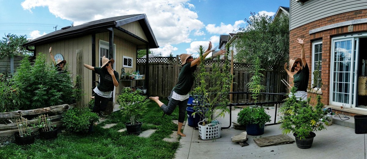 AGlibs's tweet photo. So I got this new toy! π± π @getpivo #Canadianbackyard #ACMPR #greenwitch https://t.co/dL6NWf3yzk