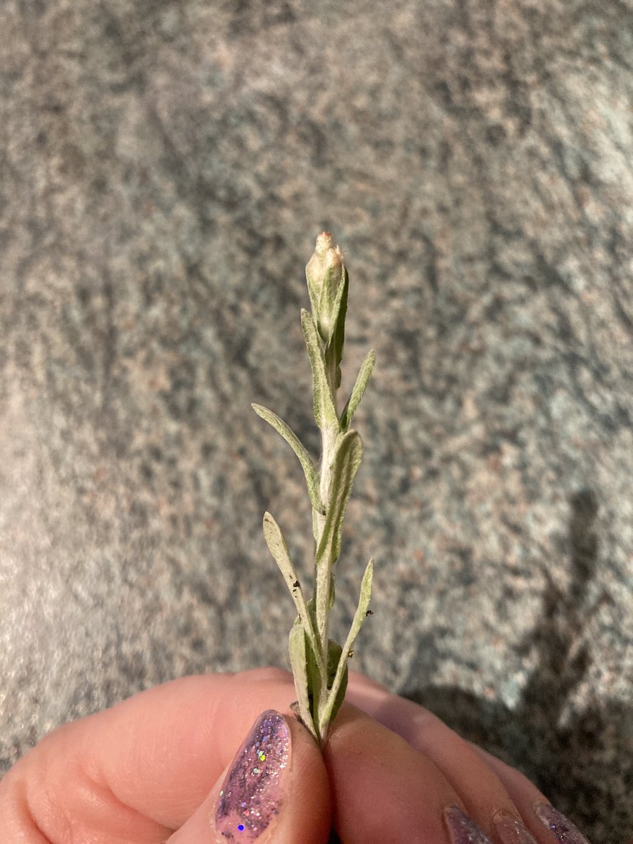 beckychicks's tweet photo. Took a few weeds out the drive & found this little shoot of Jersey Cudweed - I’ve rescued it & hopefully can find a suitable sandy growing spot in the garden 😊👍🏻 #morethanweeds #wildflowerhour #feedthepollinators https://t.co/nbHW29a4mt