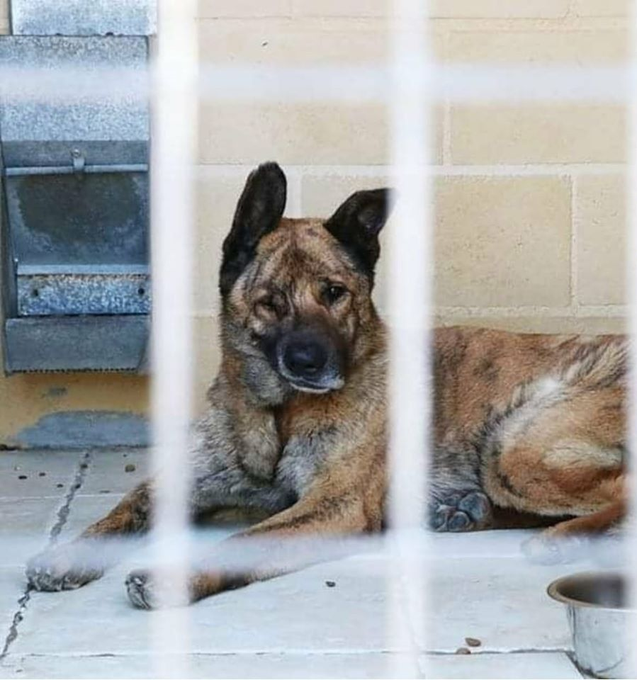AnaMariPrezMar1's tweet photo. Llamamiento a las almas puras
LUNA sufrió un ictus por un gran traumatismo q le ha dejado media carita paralizada apenas ve por un ojo no tiene mucha fuerza en la mandíbula
Anda tambaleante
Le encanta q le besen la carita
Es tranquila le gusta pasear
moduloc@protectoramalaga.com https://t.co/tVpdIWluz7