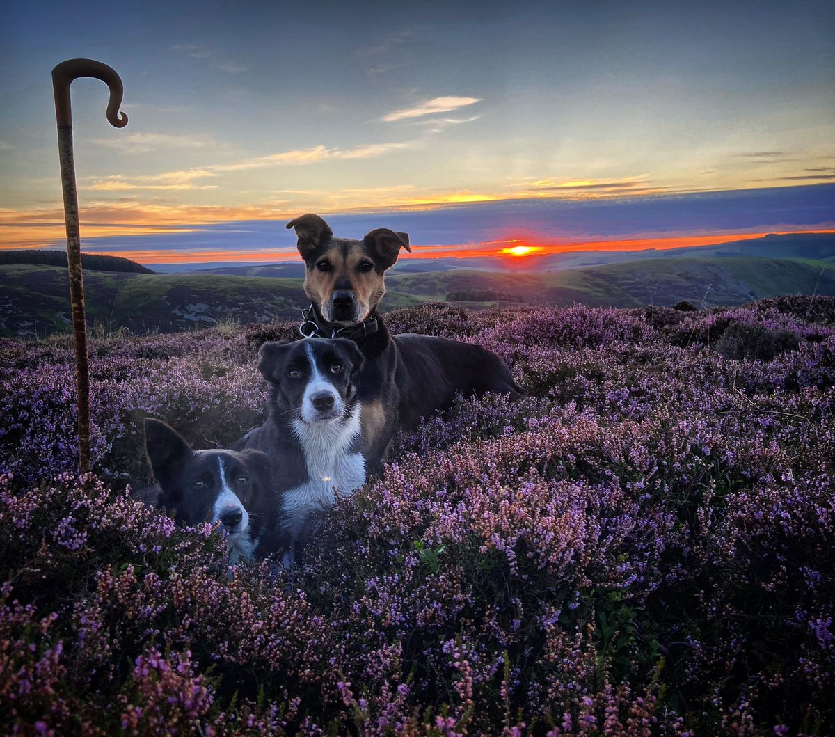 Got this belter this morning 📸🌅🐶