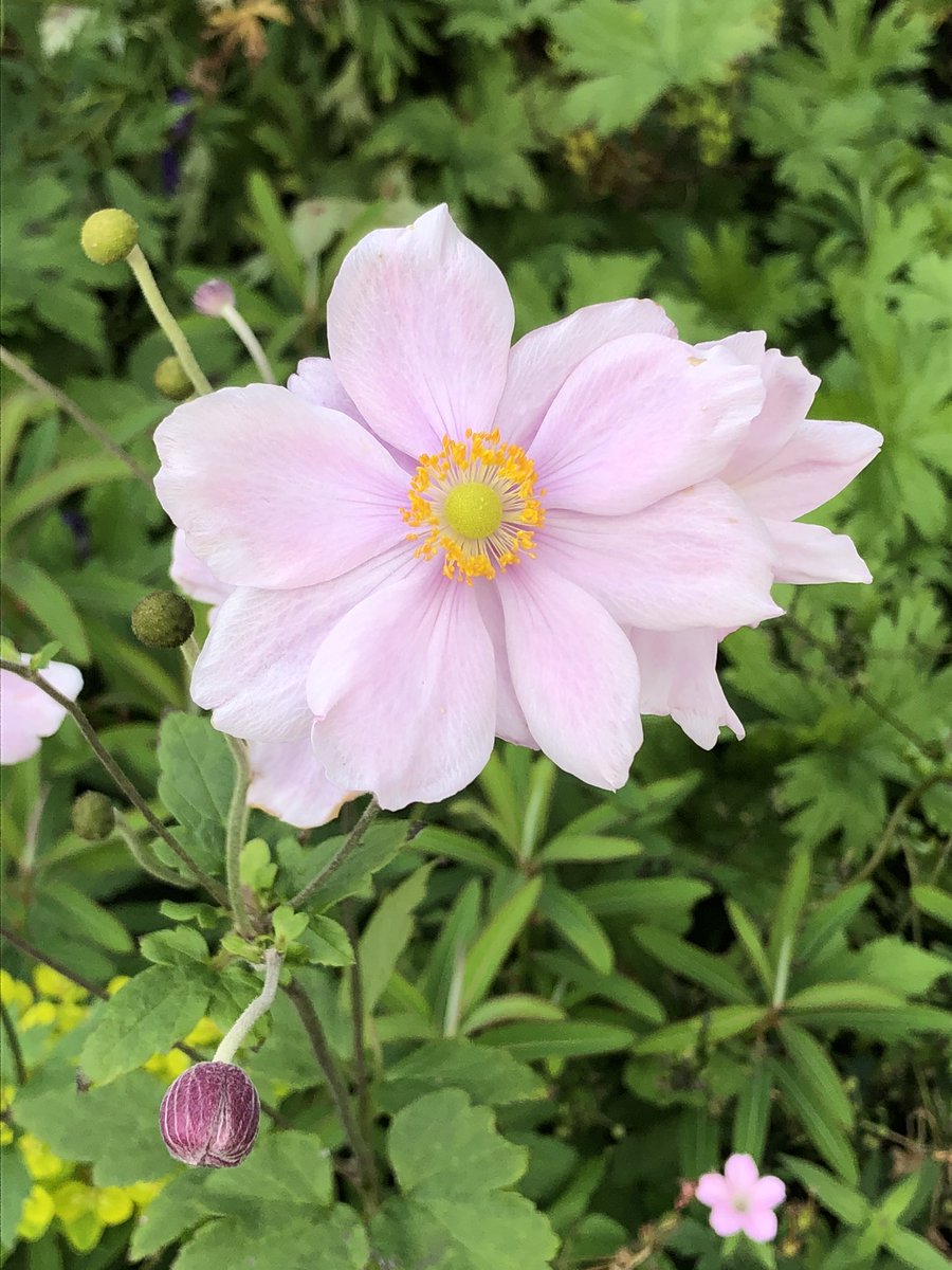 Paula Ward's Ireland tweet media