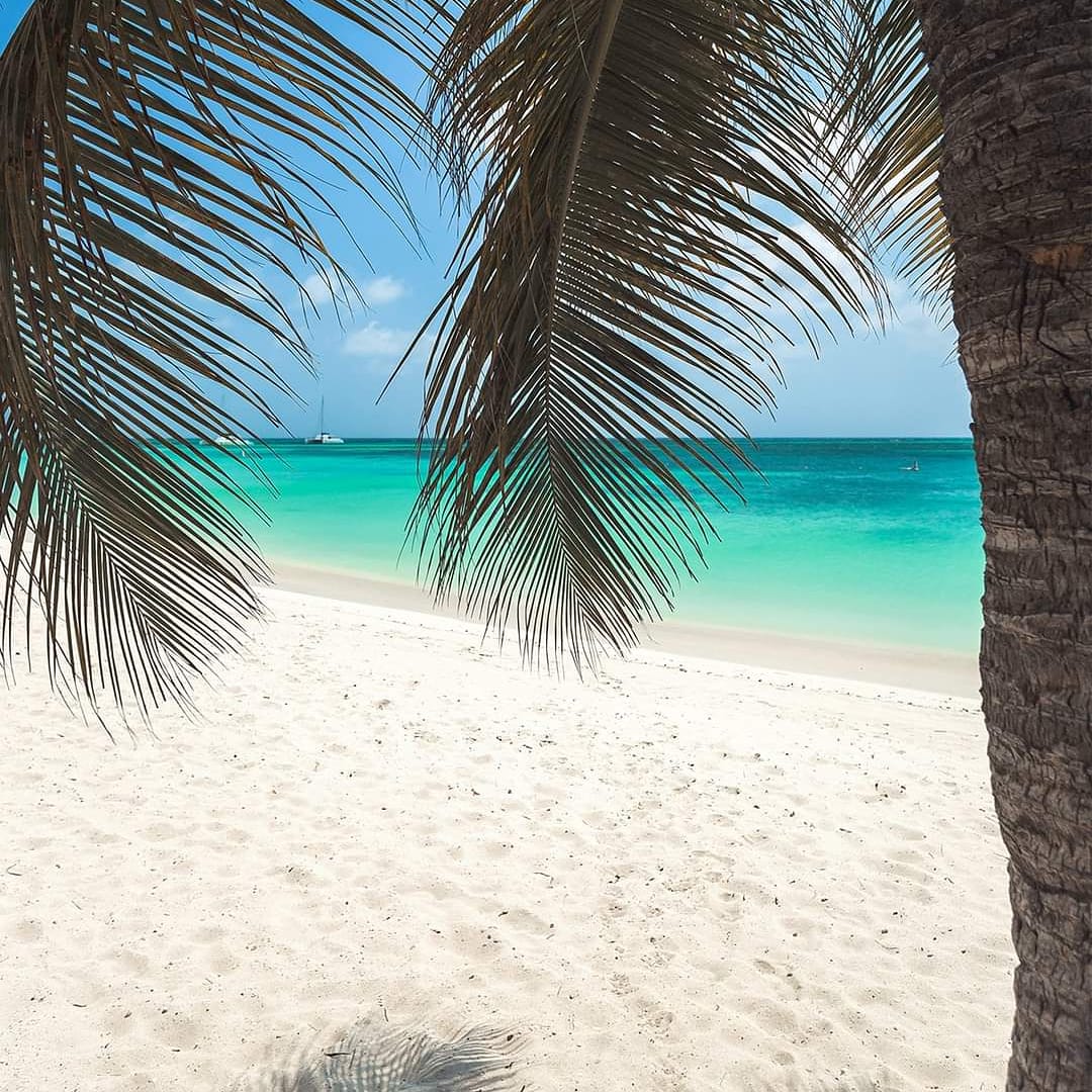 joanbernardini's tweet photo. #Aruba #Happy #island 
🖥 https://t.co/HAUZKuoNyS 
#bernardinitravel #beach #spa #mexico #Caribbean #island #allinculsive #travel #adventure #DestinationWedding #Honeymoon #beachwedding  #Jamaica #Barbados #FamilyTravels #golf #scubadiving #TravelingWithKids  #windsurfing https://t.co/Cvn7rADdfi