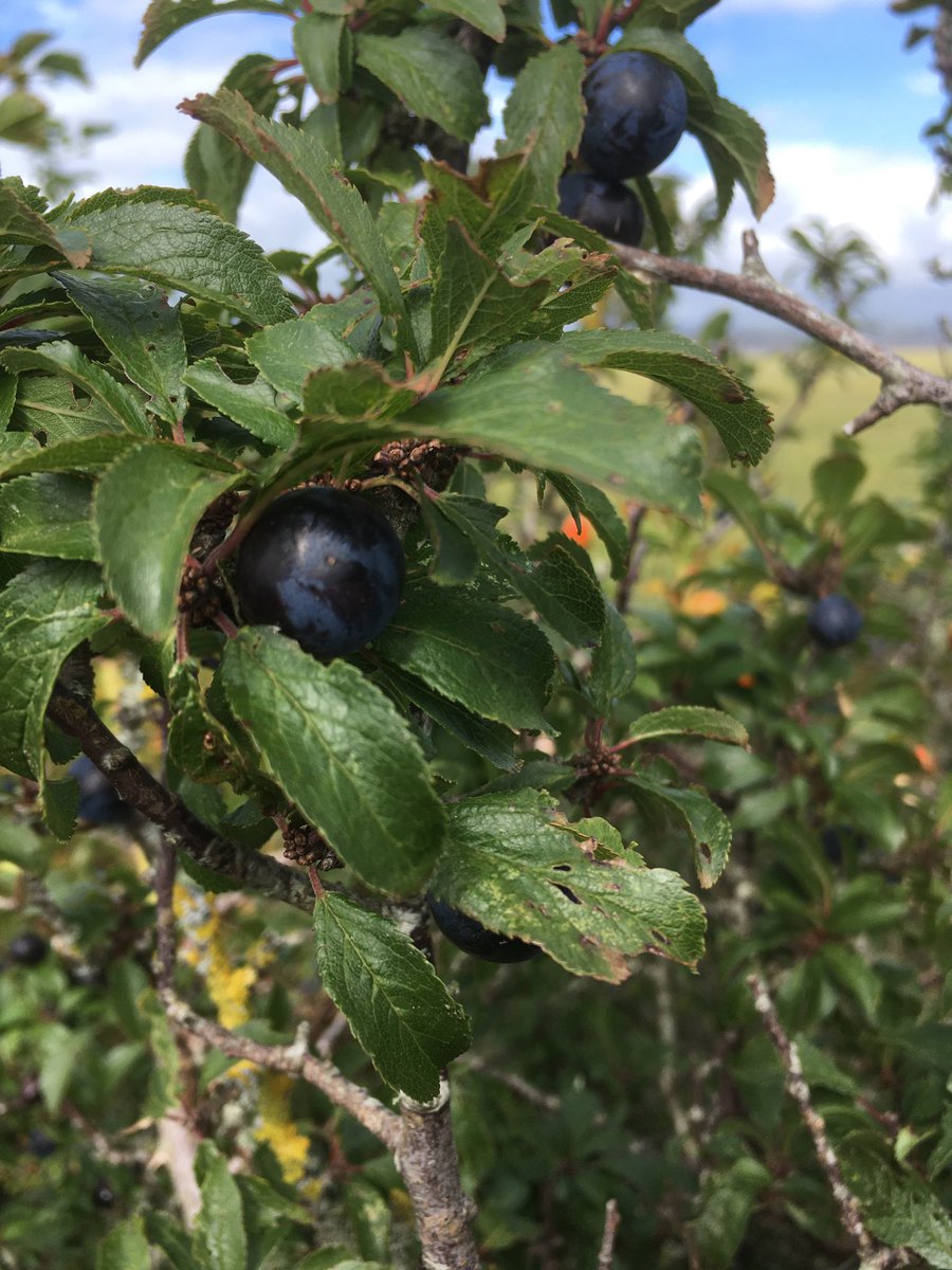 Fantastic crop of sloes this year