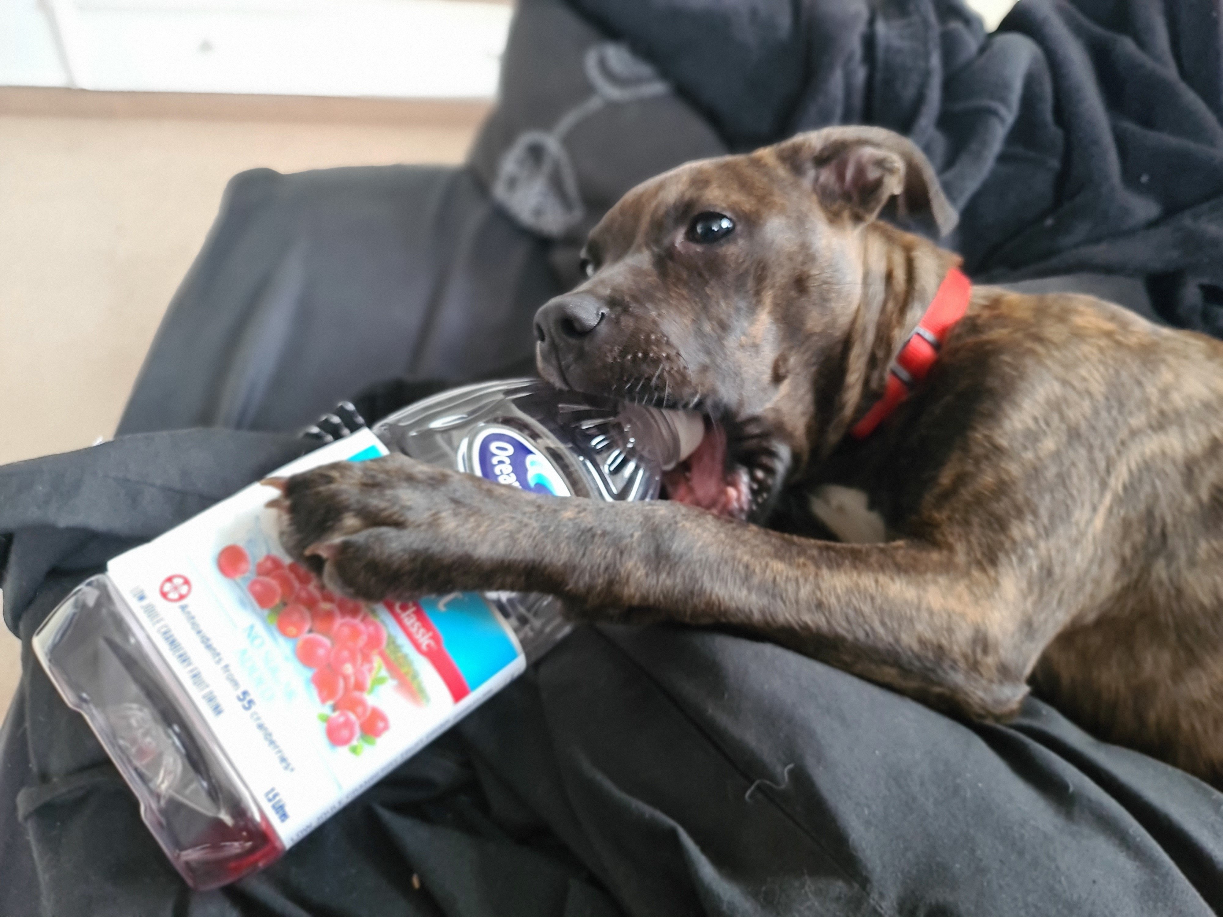 How Do I Give My Dog Cranberry Juice