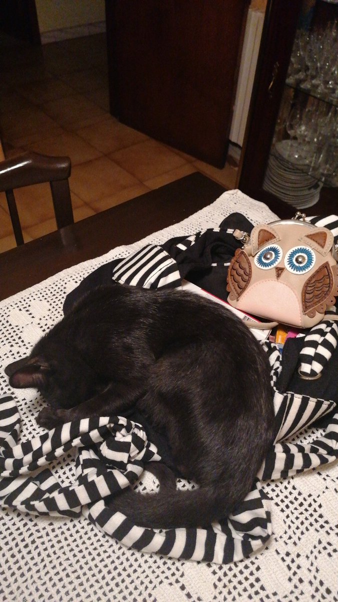EAmaurota's tweet photo. RT por caridad, gatete de cuatro meses, adorable y sanísimo, se regala, se envía y le pongo una corbatita y regalo un transportín roñoso demasiado grande si queréis, amadle y es vuestro forever https://t.co/ZUV4xsDneT