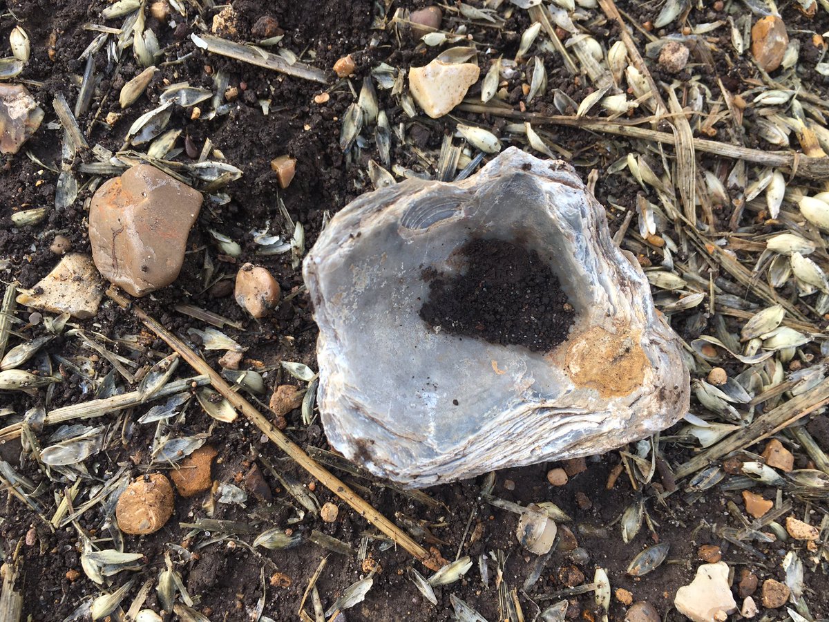 The thin peat layer that forms The  #Fens sits on a mix of Jurassic, Cretaceous and Quaternary sediments. The fields around our house are littered with these fossilised shell remains from when this area was under the sea. As the peat thins, more come to the surface.