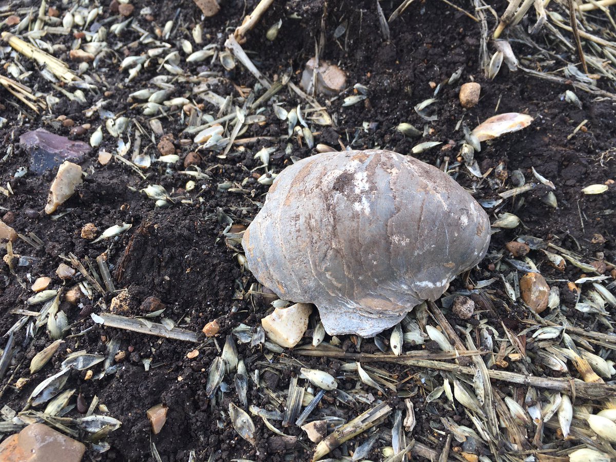 The thin peat layer that forms The  #Fens sits on a mix of Jurassic, Cretaceous and Quaternary sediments. The fields around our house are littered with these fossilised shell remains from when this area was under the sea. As the peat thins, more come to the surface.