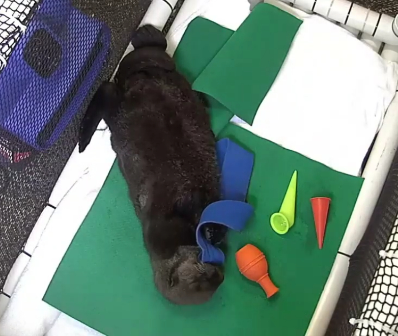 kingdom2heads's tweet image. joey the baby sea otter fell asleep with kelpie in his mouth awwww #joeyotter #vammrc #cuteanimals