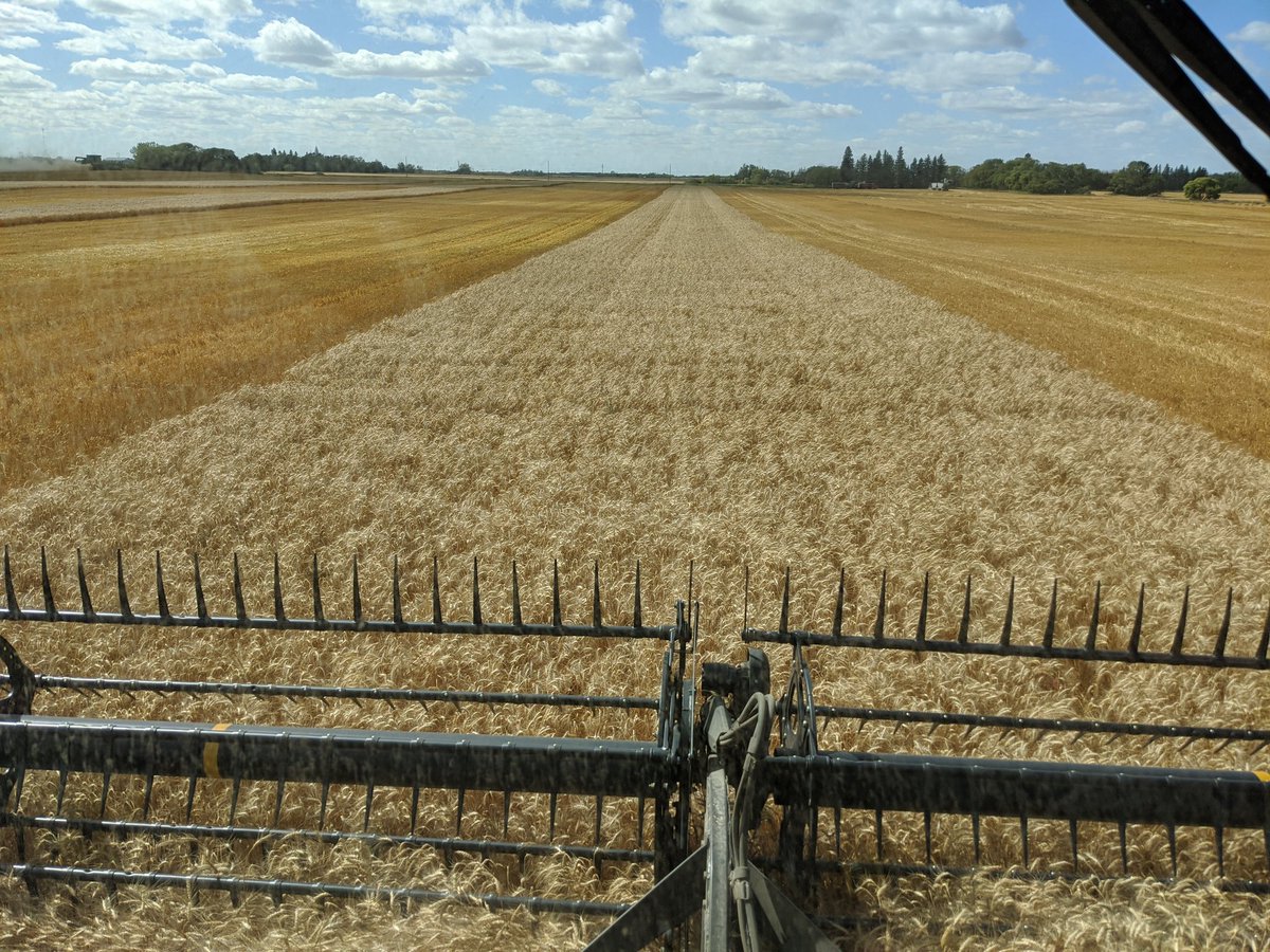JAKinnaird's tweet photo. Threshing the Brandon, Torach, Redbery wheat trial with @cgwils3 this afternoon. Looking forward to measuring results of PGR trial, Protein, yield, &amp; VRT @farmers_edge @COREAgVirden @ParrishHeimbeck https://t.co/1qF8Ilit6e