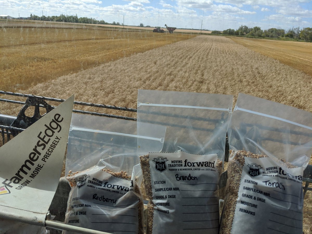 JAKinnaird's tweet photo. Threshing the Brandon, Torach, Redbery wheat trial with @cgwils3 this afternoon. Looking forward to measuring results of PGR trial, Protein, yield, &amp; VRT @farmers_edge @COREAgVirden @ParrishHeimbeck https://t.co/1qF8Ilit6e