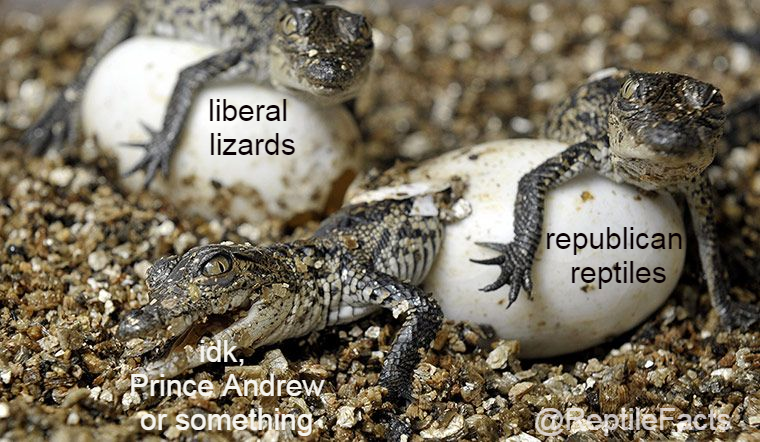 ReptileFacts's tweet photo. @crampell This proves nothing. 

It was a very warm winter in DC when Obama was elected, and he had ample time to bask and feed before tackling economic issues.

Trump has been run off of his tiny feet just keeping his blood warm and eating grubs and McDonalds, he's trying.

#ReptileFacts https://t.co/4C1ZIP3vIt