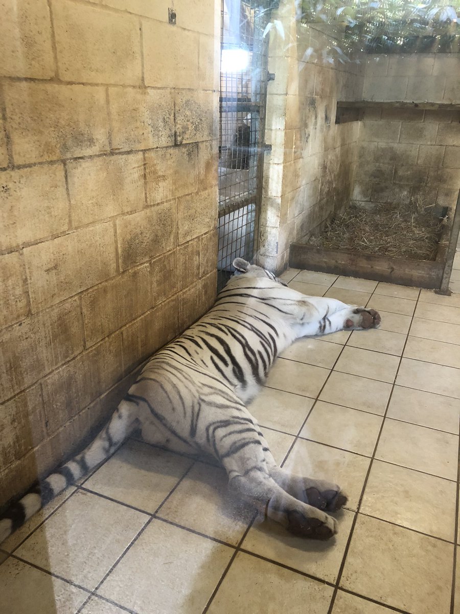 Then slightly further afield is Hamerton Zoo Park  @HamertonZoo where we saw our first ever white tigers - a genetic mutation and extinct in the wild - they’re pretty awesome - play area is open here