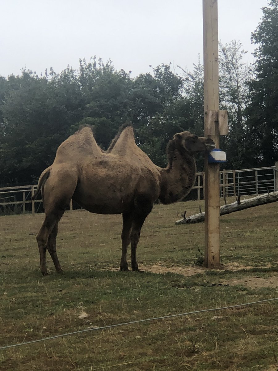 We also went to Jimmy’s Farm  @JimmysFarmHQ which we’d also highly recommend again especially for younger kids as it’s a very manageable place to get around with little legs and lots to see - we liked these Bactrian Camels - play areas all open